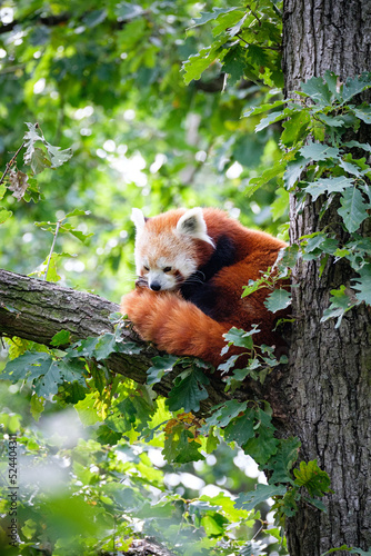 red panda on the tree
