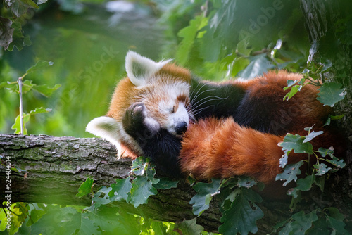 red panda on the tree photo