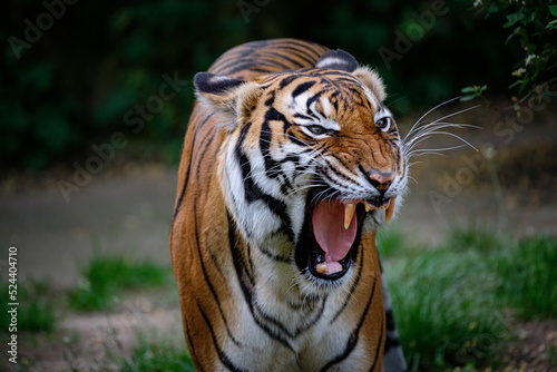 portrait of tiger