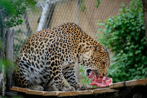 leopard eating meat from bones