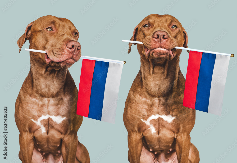 Lovable, pretty dog and Russian Flag. Closeup, indoors. Photo collage. Congratulations for family, loved ones, relatives, friends and colleagues. Pet care concept