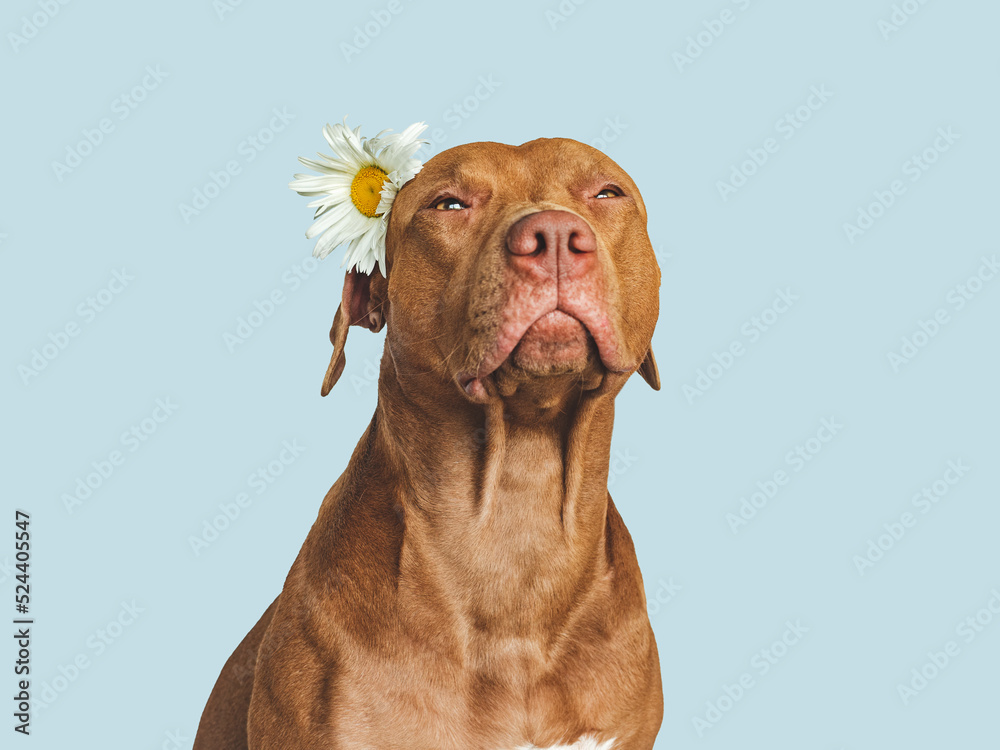Lovable, pretty brown puppy and bright flower. Closeup, indoors. Studio shot. Congratulations for family, relatives, loved ones, friends and colleagues. Pet care concept