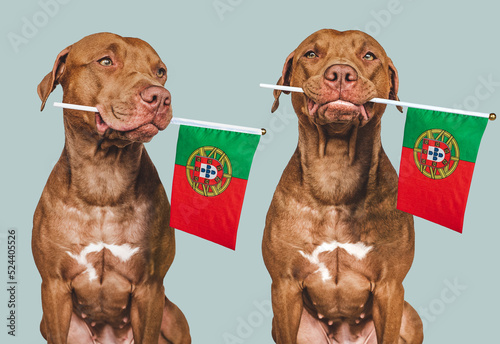 Lovable, pretty dog and Portuguese Flag. Closeup, indoors. Photo collage. Congratulations for family, loved ones, relatives, friends and colleagues. Pet care concept photo