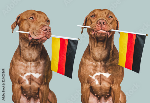 Lovable, pretty dog and German Flag. Closeup, indoors. Photo collage. Congratulations for family, loved ones, relatives, friends and colleagues. Pet care concept photo