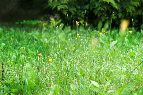 Green grass summer day background