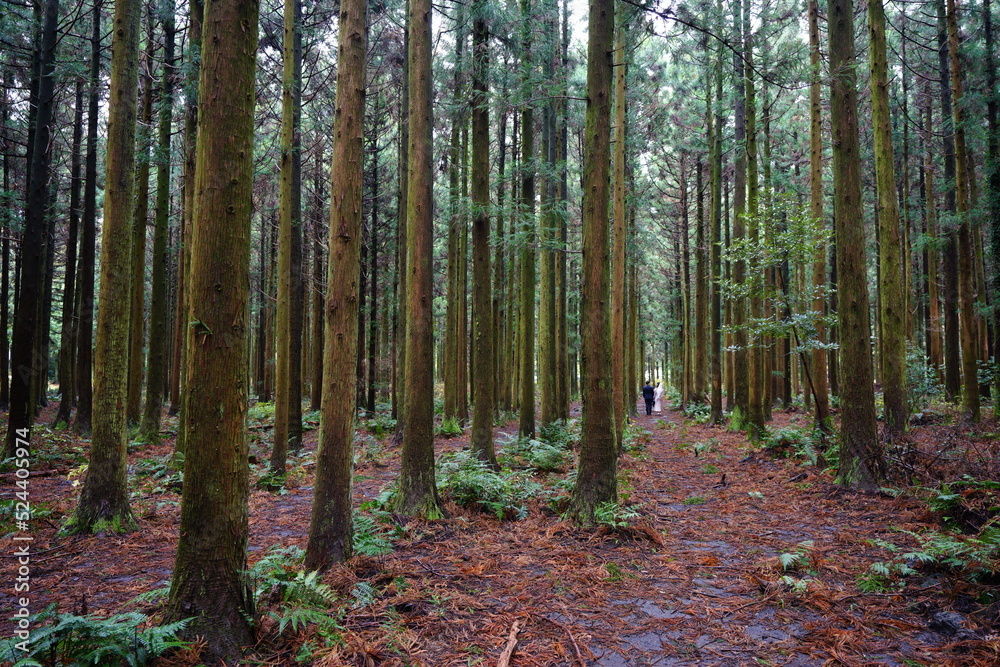 autumn cedar forest and people autumn cedar forest and people