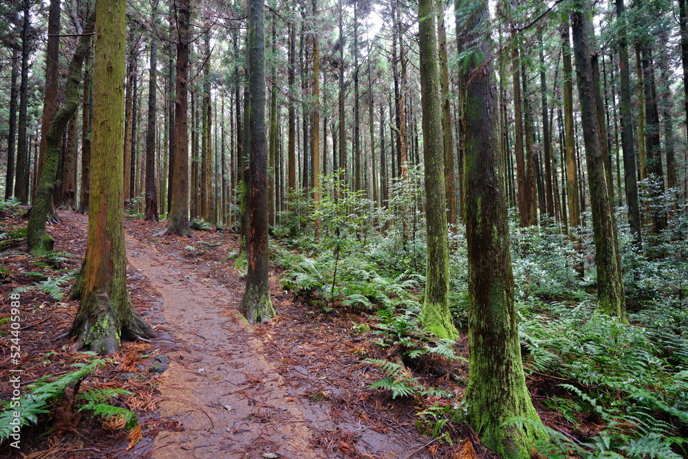 Fototapeta premium cedar woods and pathway in autumn