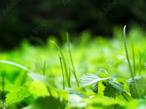 Green grass summer day background
