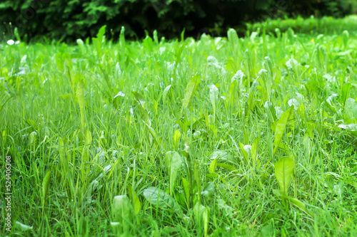 Green grass summer day background