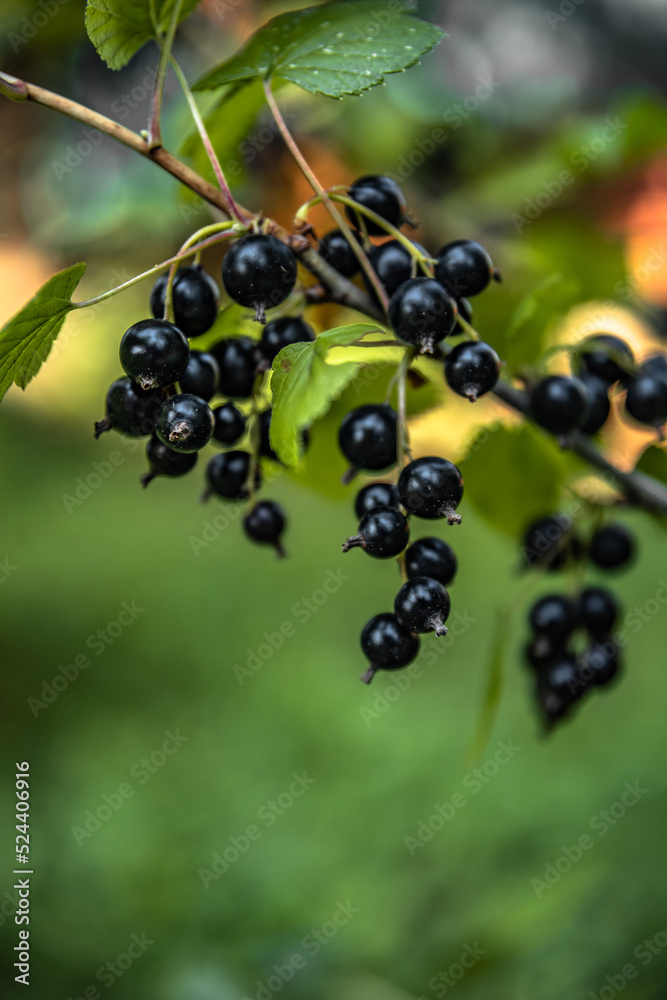 black currant berries