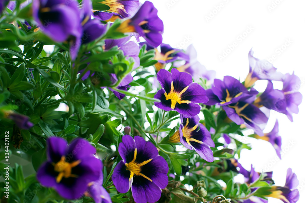 Light background with purple flowers