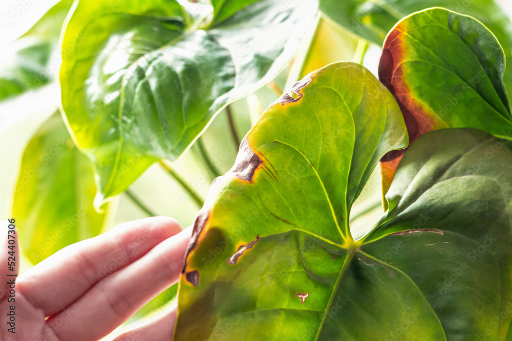 Leaves diseases of Anthurium. Leaves have brown spots and dry. Leaf