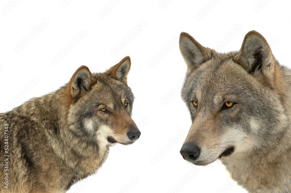 two gray wolf portrait isolated on white background two gray wolf portrait isolated on white background