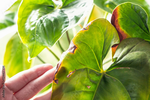 Leaves diseases of Anthurium. Leaves have brown spots and dry. Leaf blight or leaf spot. Indoor Plant Problems. Improper care photo