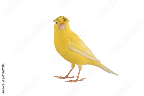 beautiful canary isolated on white background © fotomaster