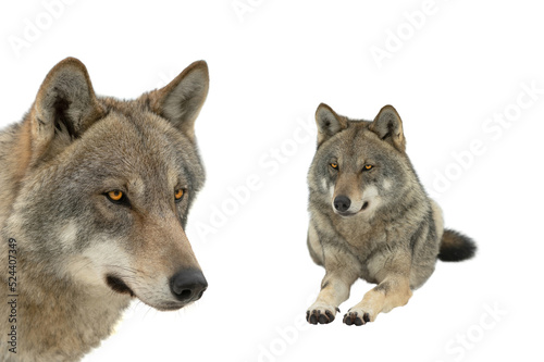 two gray wolf portrait isolated on white background