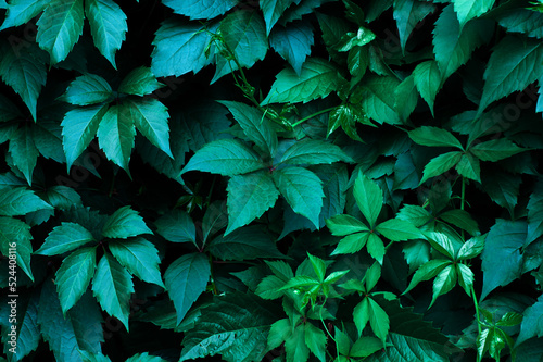 Contrasting deep green background of ivy leaves