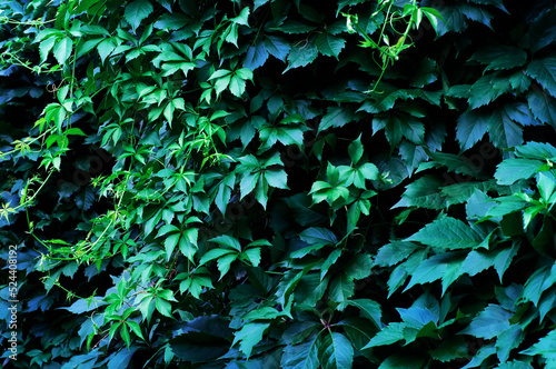 Contrasting deep green background of ivy leaves