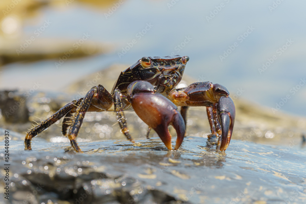 Colorful stone crab Eriphia verrucosa goes to the water on the coastal rocks. Selective focus image. Close up view.