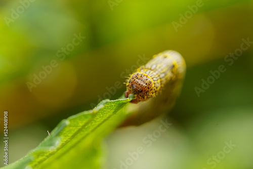 Fall armyworm Spodoptera frugiperda on a green leaf. Selective focus image. Extreme close up view.