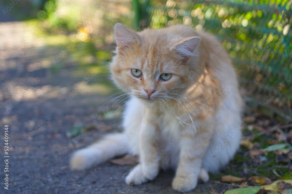 Red and white cat outdoors