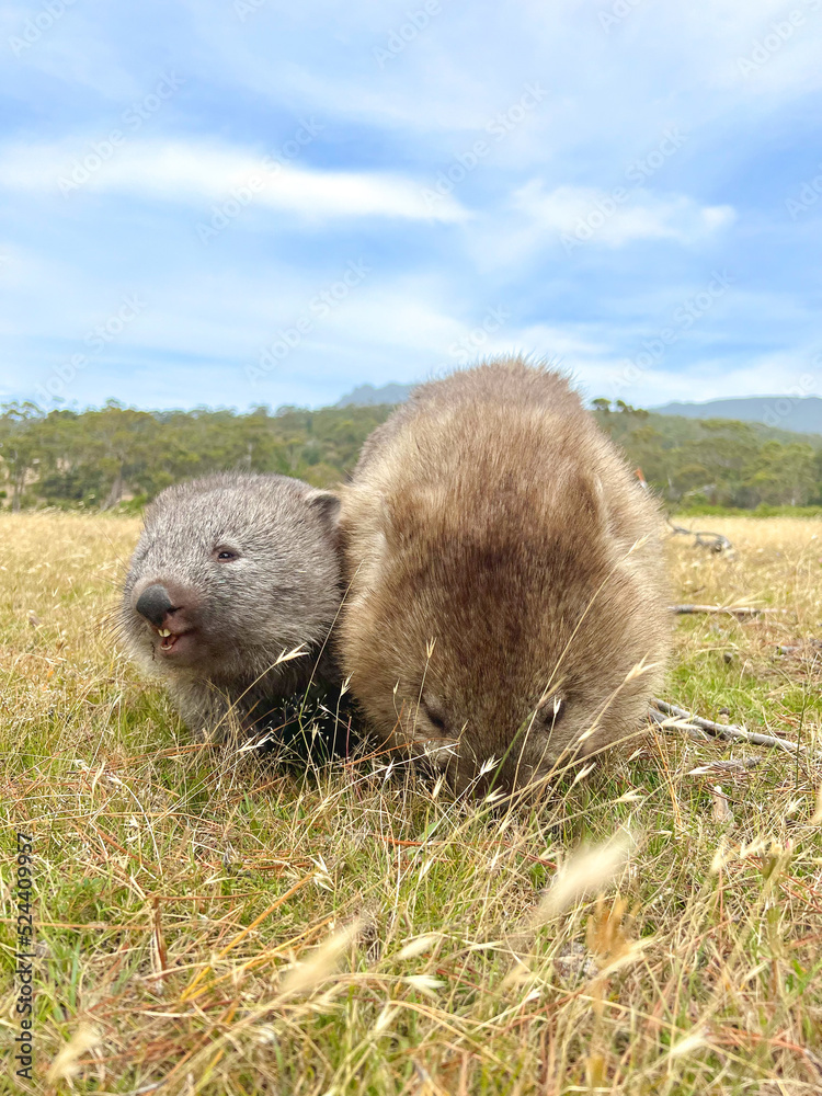 Obraz premium ウォンバットの親子 草を食べる マリアアイランドにて 