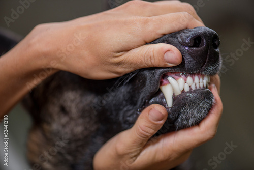 hands hold dog's mouth, close-up of teeth.
