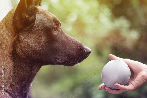 Malinois dog and a hand with a ball.