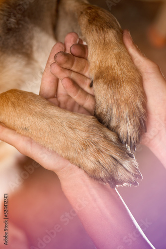Dog paws and human hands, dogs are man's best friend.