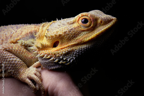 Iguana close-up  eye and skin  dark background.