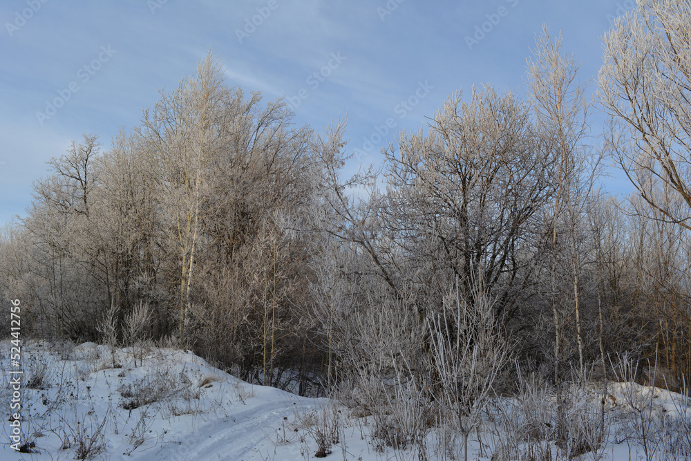 Snowy path to winter forest with beautiful trees covered by hoarfrost.