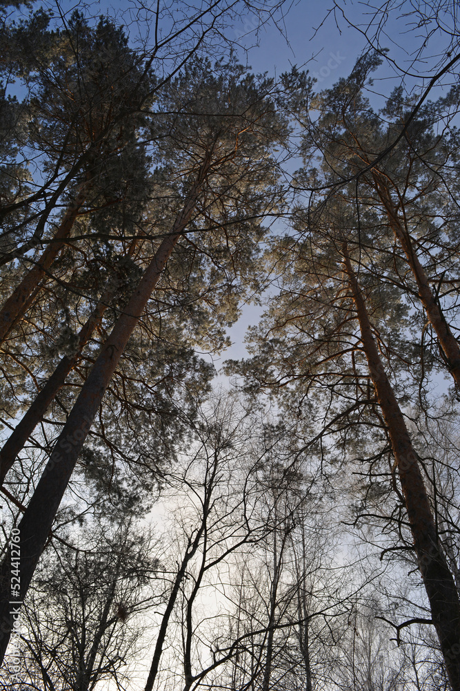 View from below on tall pine trees in forest in winter. View from below on tall pine trees in forest in winter.