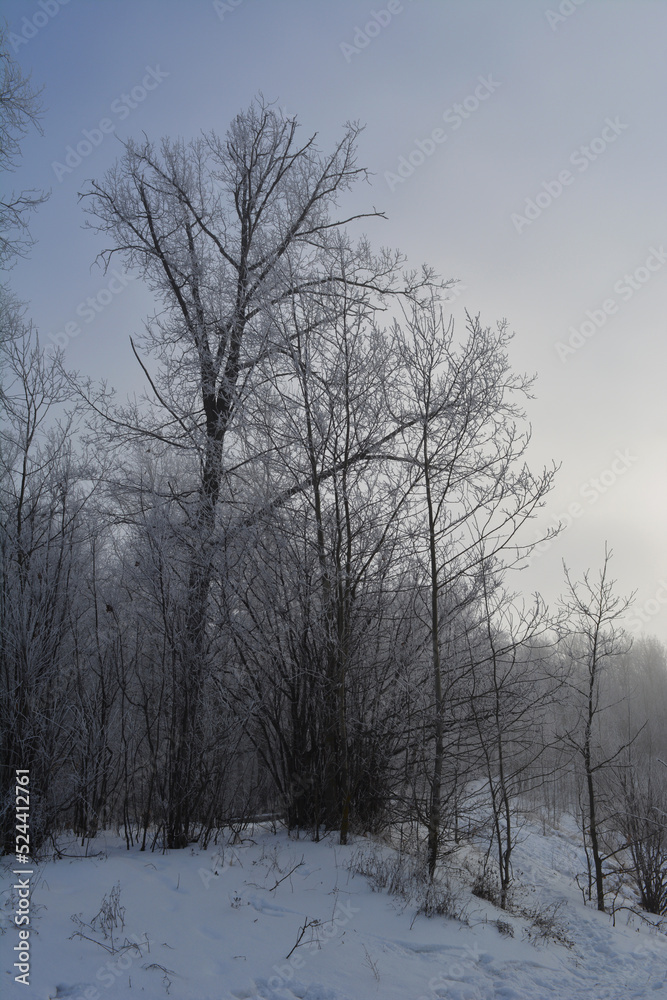 Winter landscape in foggy day. Trees are covered by hoarfrost. Winter landscape in foggy day. Trees are covered by hoarfrost.