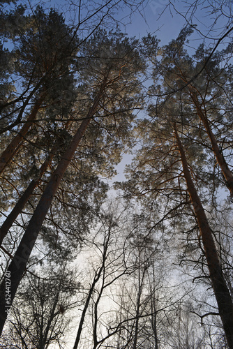View from below on tall pine trees in forest in winter.