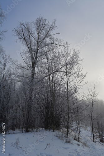 Winter landscape in foggy day. Trees are covered by hoarfrost.