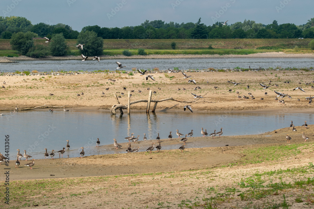 Fototapeta premium wild geese on the sand in the floodplains of the river Waal between the villages of Opijnen and Heesselt in the Tielerwaard, Gelderland, Netherlands