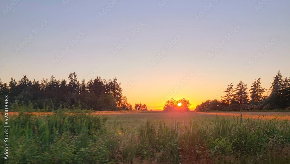 Fototapeta premium Sunset over the field