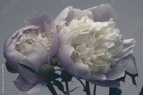 Two white-purple peonies on a gray background, close-up, studio shot.