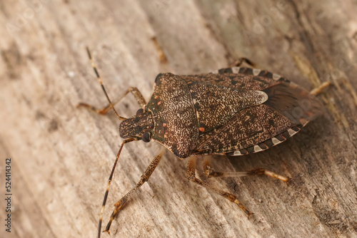 Closeup on an adult brown mediterranean pentatomid shieldbug, Halyomorpha halys sitting on wood photo