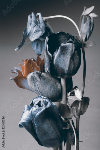 Blue tulips on a gray background, vertical composition, studio shot.