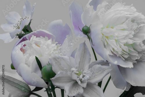 Fototapeta Naklejka Na Ścianę i Meble -  Delicate white peonies on a gray background, blue shade of petals, floral background.
