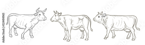 Cow, vector image, black and white linear drawing. Coloring book for children, clipart.