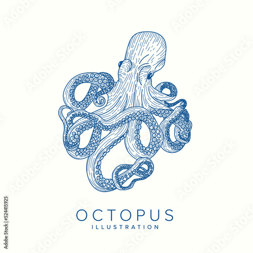 Octopus Illustration