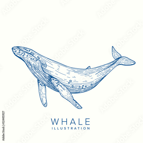 Whale Illustration