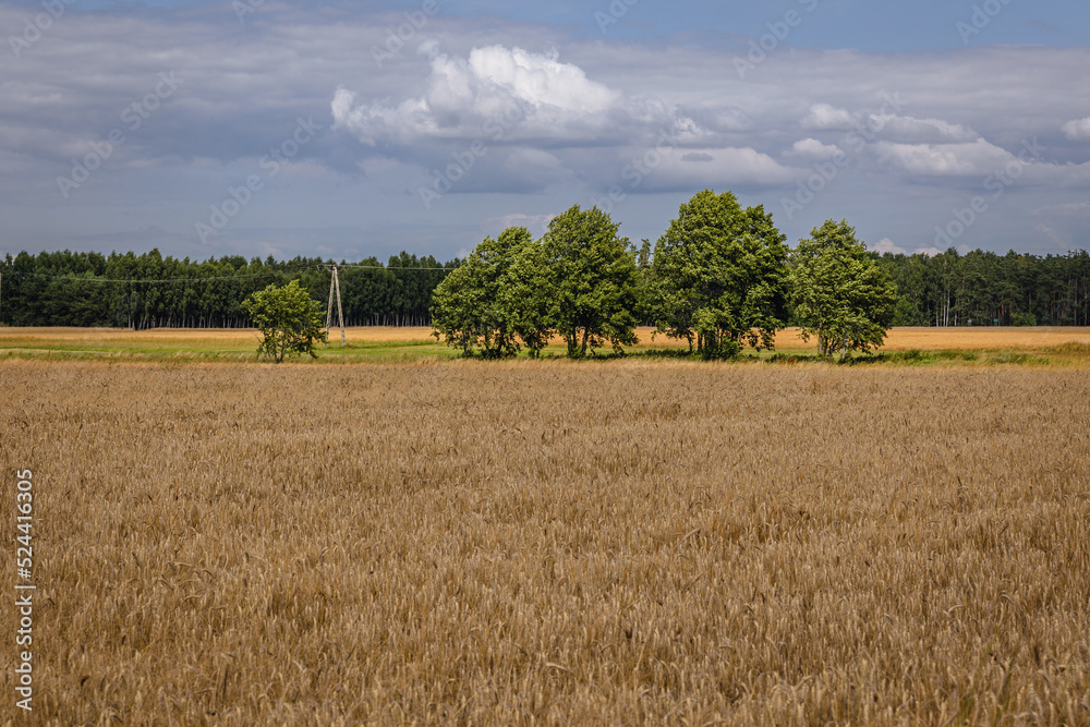 Rural landscape in Mazowsze region, Poland