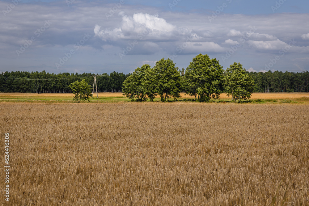 Rural landscape in Mazowsze region, Poland Rural landscape in Mazowsze region, Poland