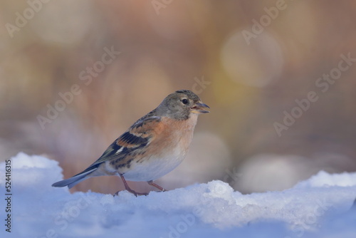 Brambling (Fringilla montifringilla) sitting in the snow. Winter wildlife scene with a songbird