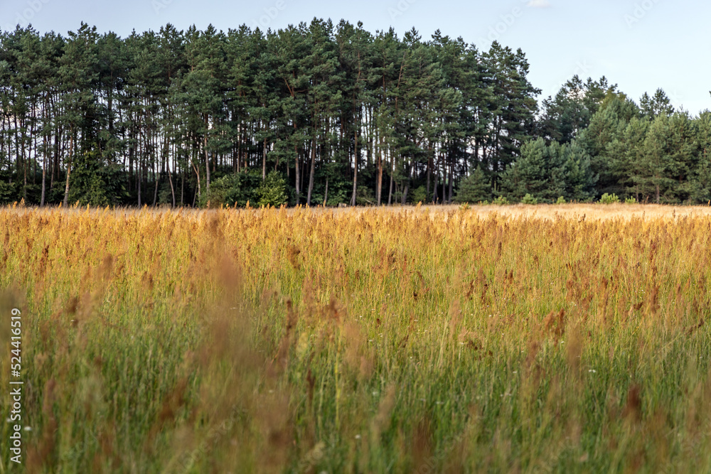 Obraz premium Field sorrel on a meadow in Wegrow County, Mazowsze region of Poland