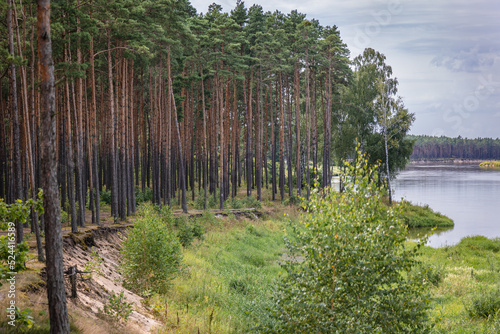 Tree on the bank of River Bug near Szumin village, Mazowsze region of Poland