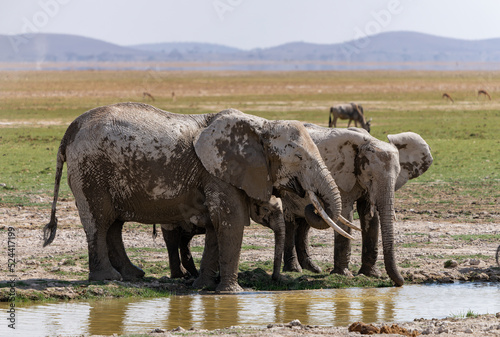 Elephants in Amboseli Park  Kenya